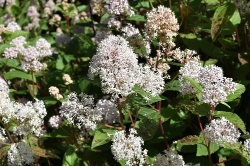 Ceanothus americanus bloom with almost white flowers, close-up
